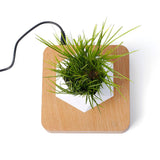 FliteAir™ - Magnetic Floating Levitating Air Plant Pot - TumTum